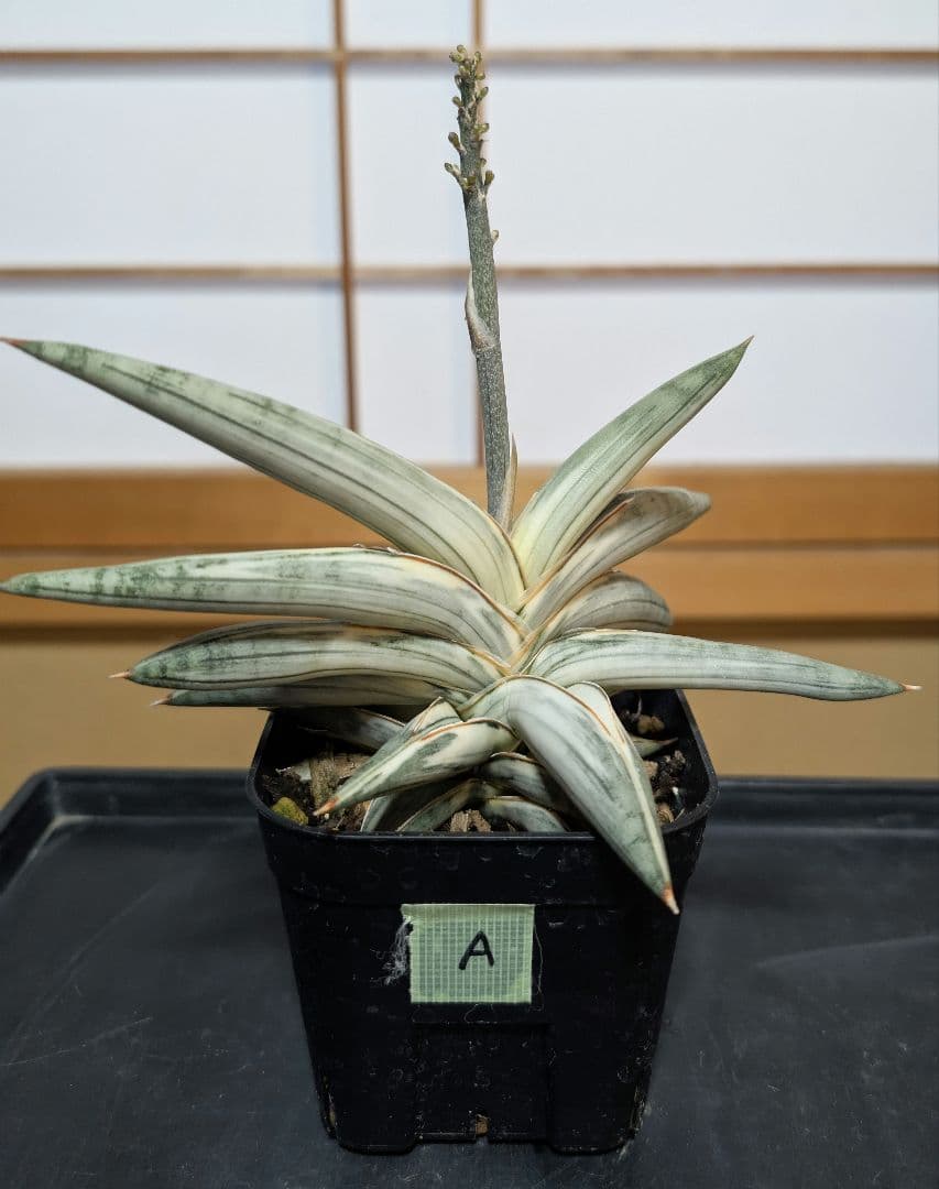 Sansevieria Lav.1970 Blue Clone 白斑【A】