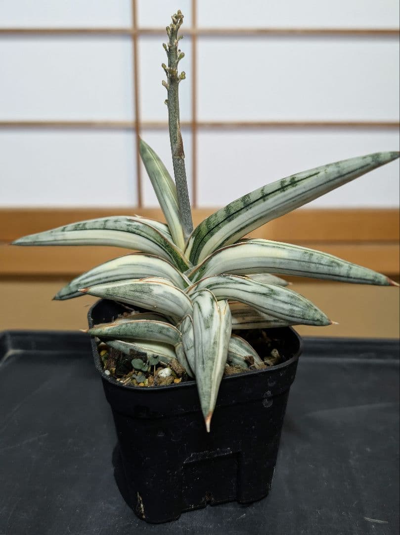 Sansevieria Lav.1970 Blue Clone 白斑【A】