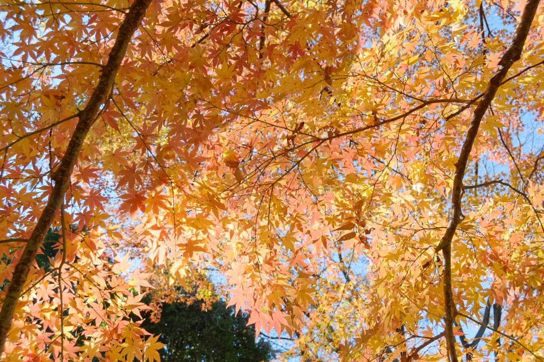 極少ショット数 作例あり ライカ D-LUX 4 Leica 光学極上品