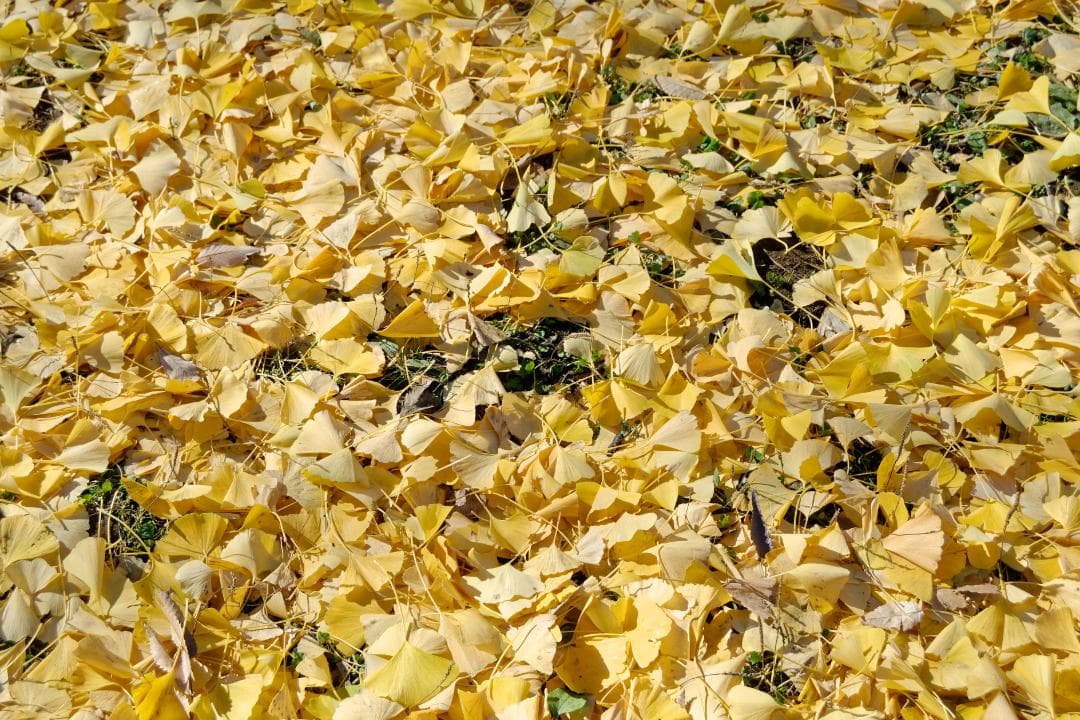 極少ショット数 作例あり ライカ D-LUX 4 Leica 光学極上品