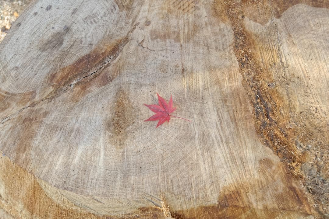 極少ショット数 作例あり ライカ D-LUX 4 Leica 光学極上品