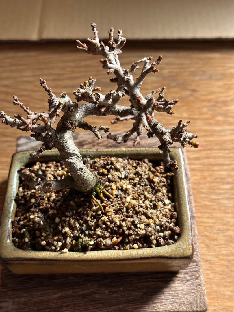 長寿梅 一重赤花 小品盆栽 ミニ盆栽-11