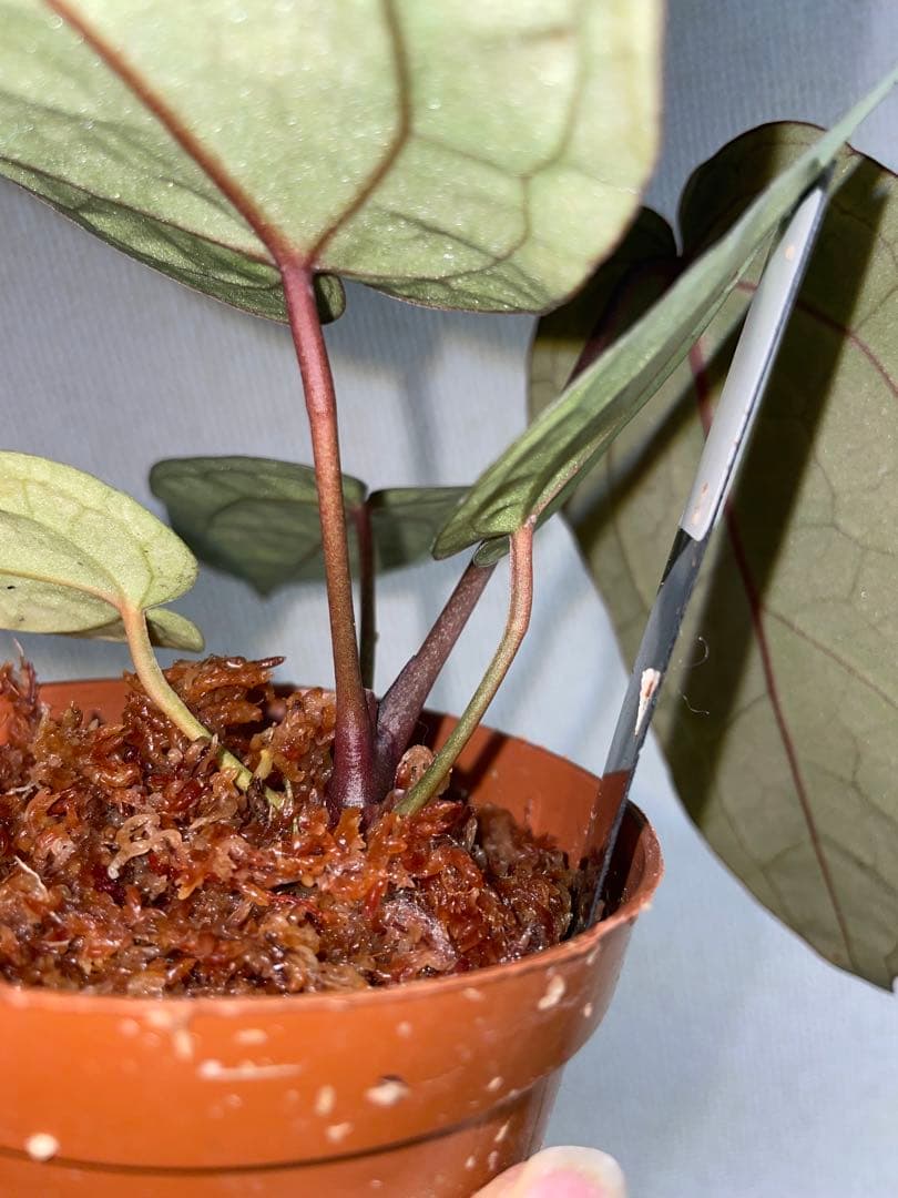 ま*ん様 アンスリウム　ミシェル