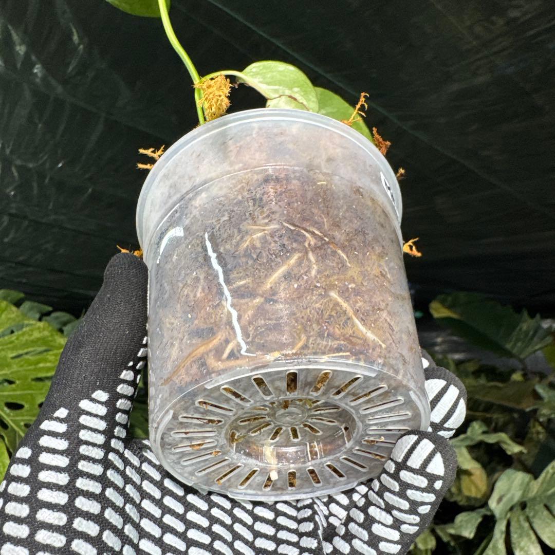 MRY1モンステラ　デリシオーサ　イエローマリリン　黄斑入り