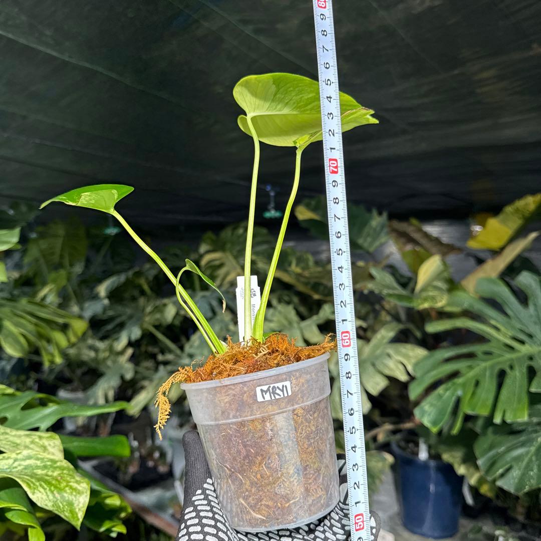 MRY1モンステラ　デリシオーサ　イエローマリリン　黄斑入り