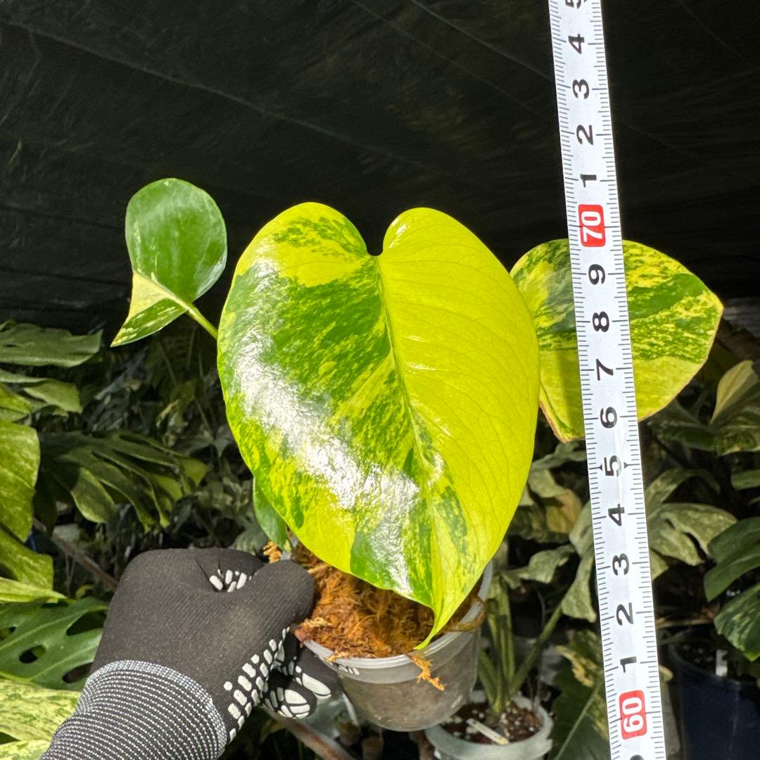 MRY1モンステラ　デリシオーサ　イエローマリリン　黄斑入り