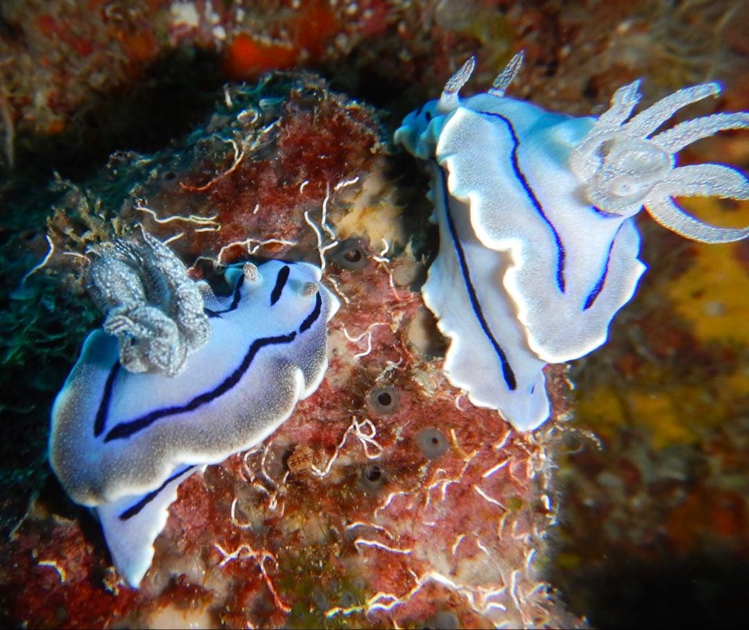 デジタルカメラ Nikon COOLPIX W300 YELLOW