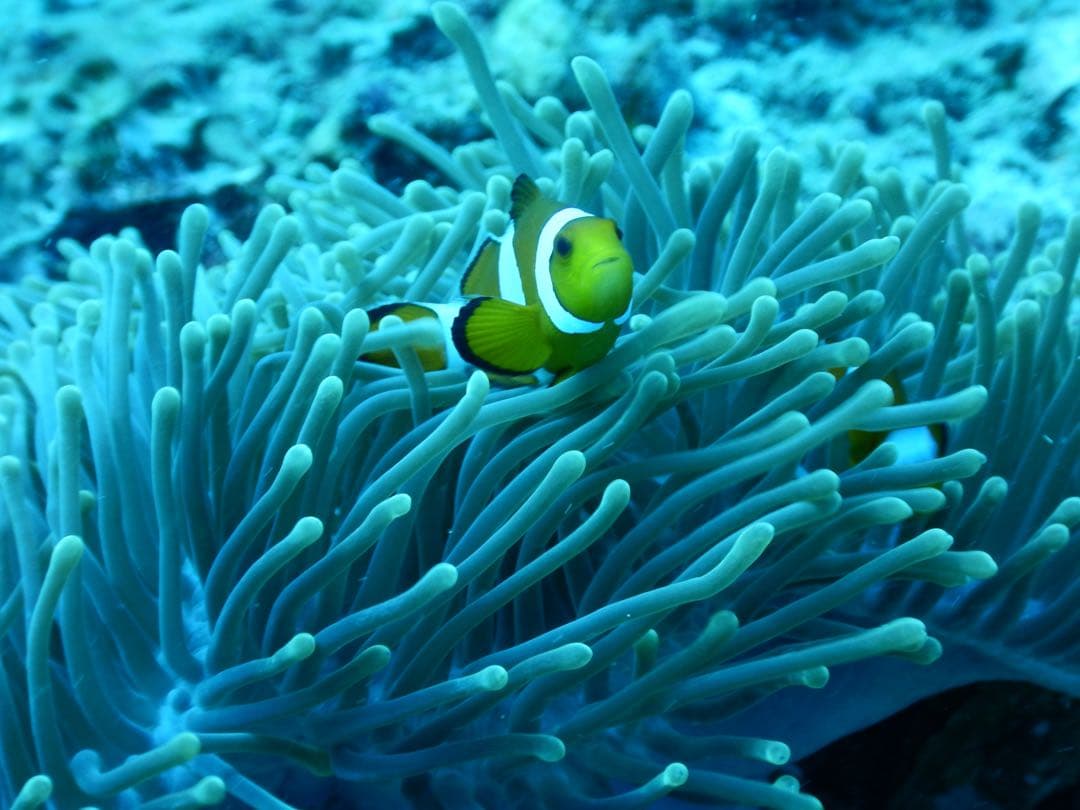 デジタルカメラ Nikon COOLPIX W300 YELLOW