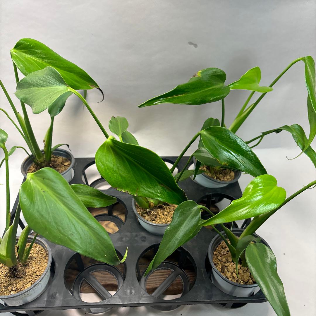 も*ぐ様 5株セット訳ありms138モンステラ バールマルクスフレーム