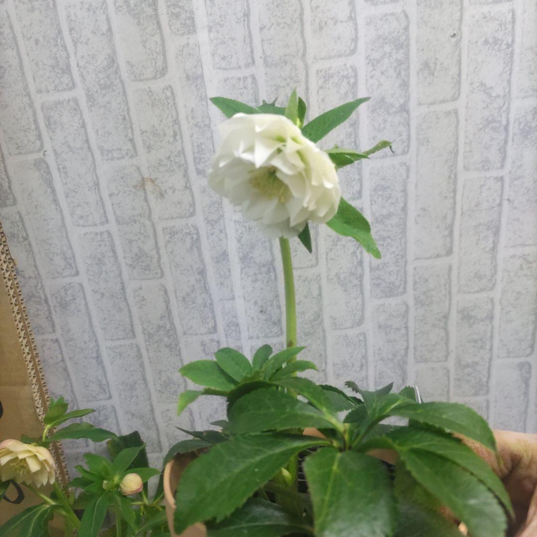 ⭐️クリスマスローズ③⭐️ダブル咲き５品種⭐️５鉢セット