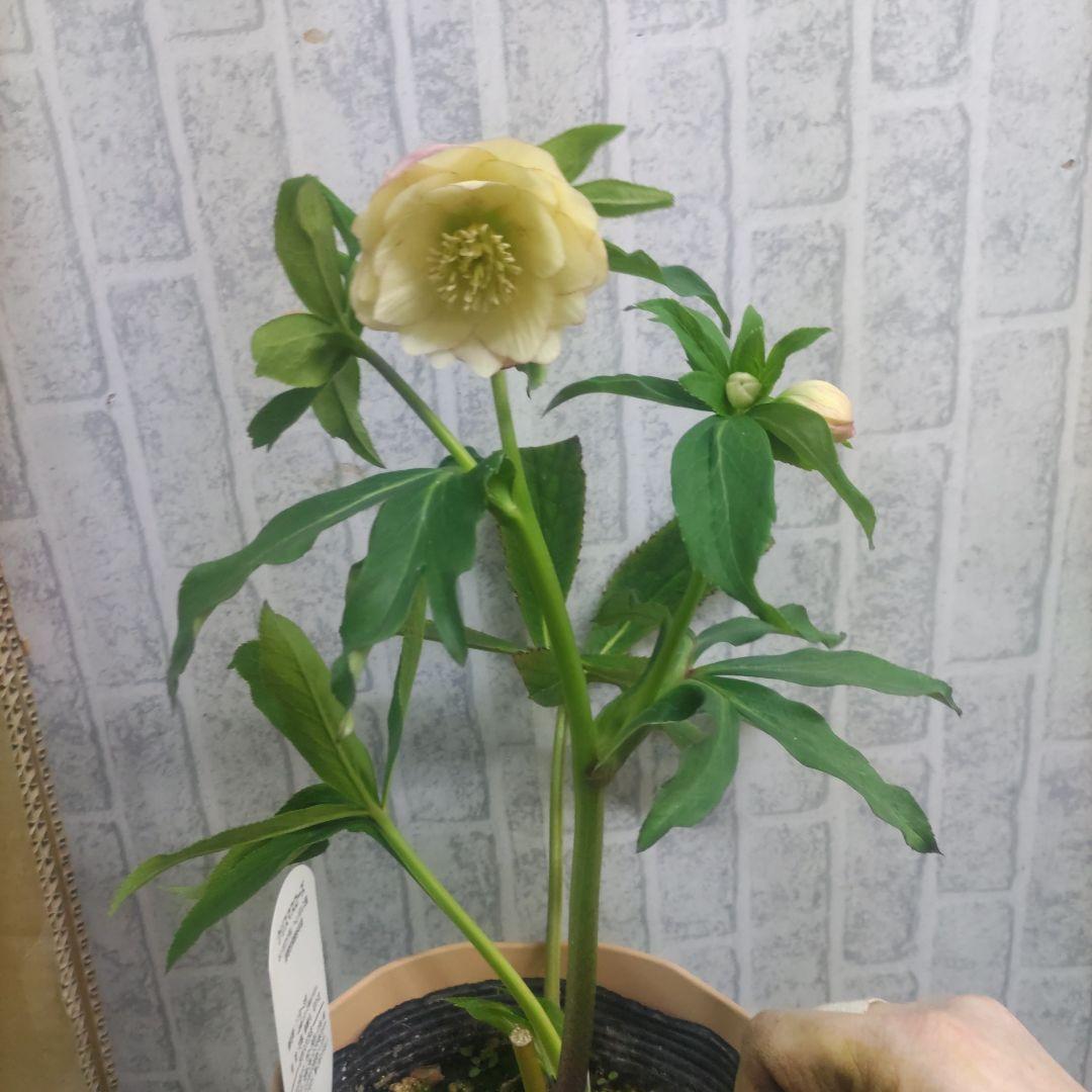 ⭐️クリスマスローズ③⭐️ダブル咲き５品種⭐️５鉢セット