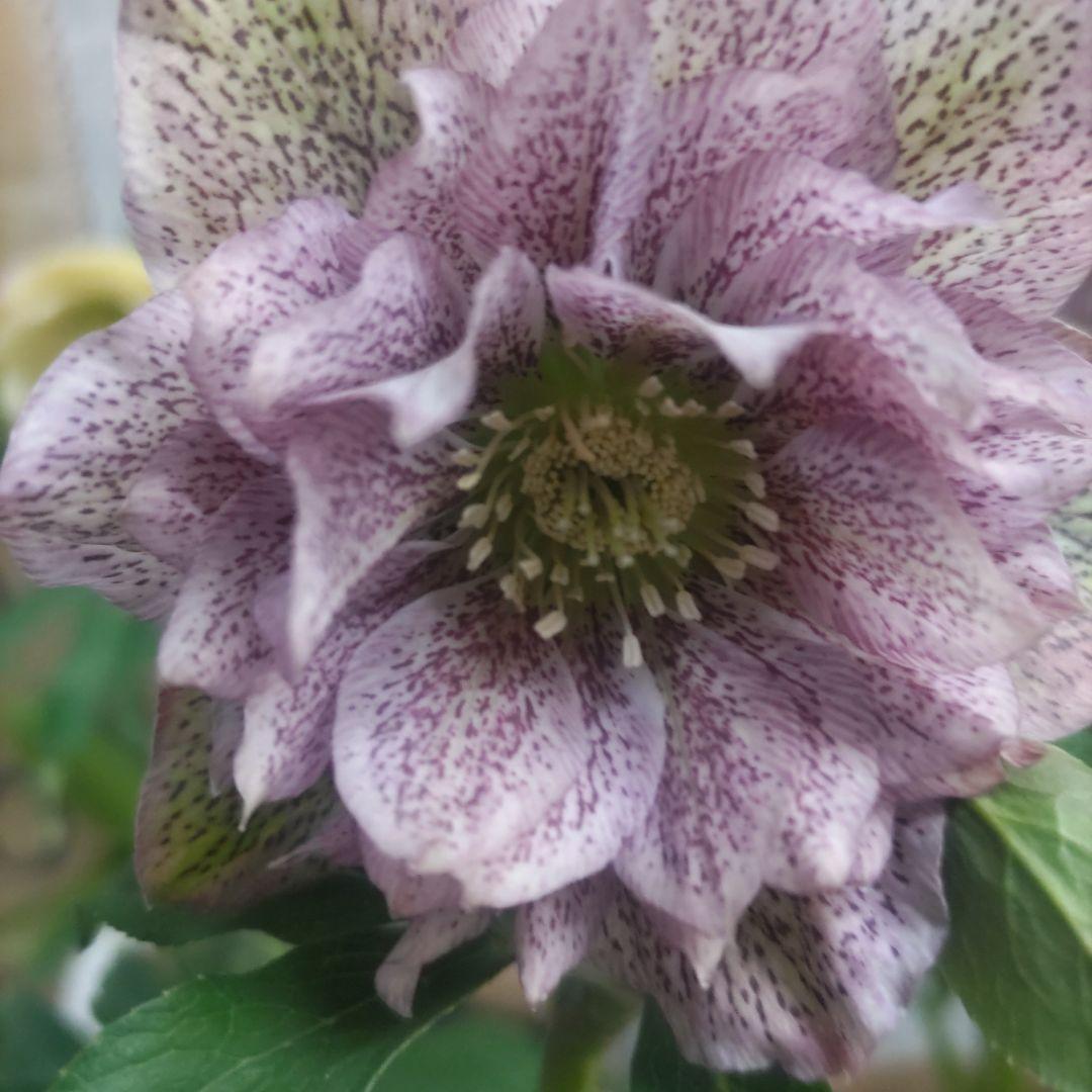 ⭐️クリスマスローズ③⭐️ダブル咲き５品種⭐️５鉢セット