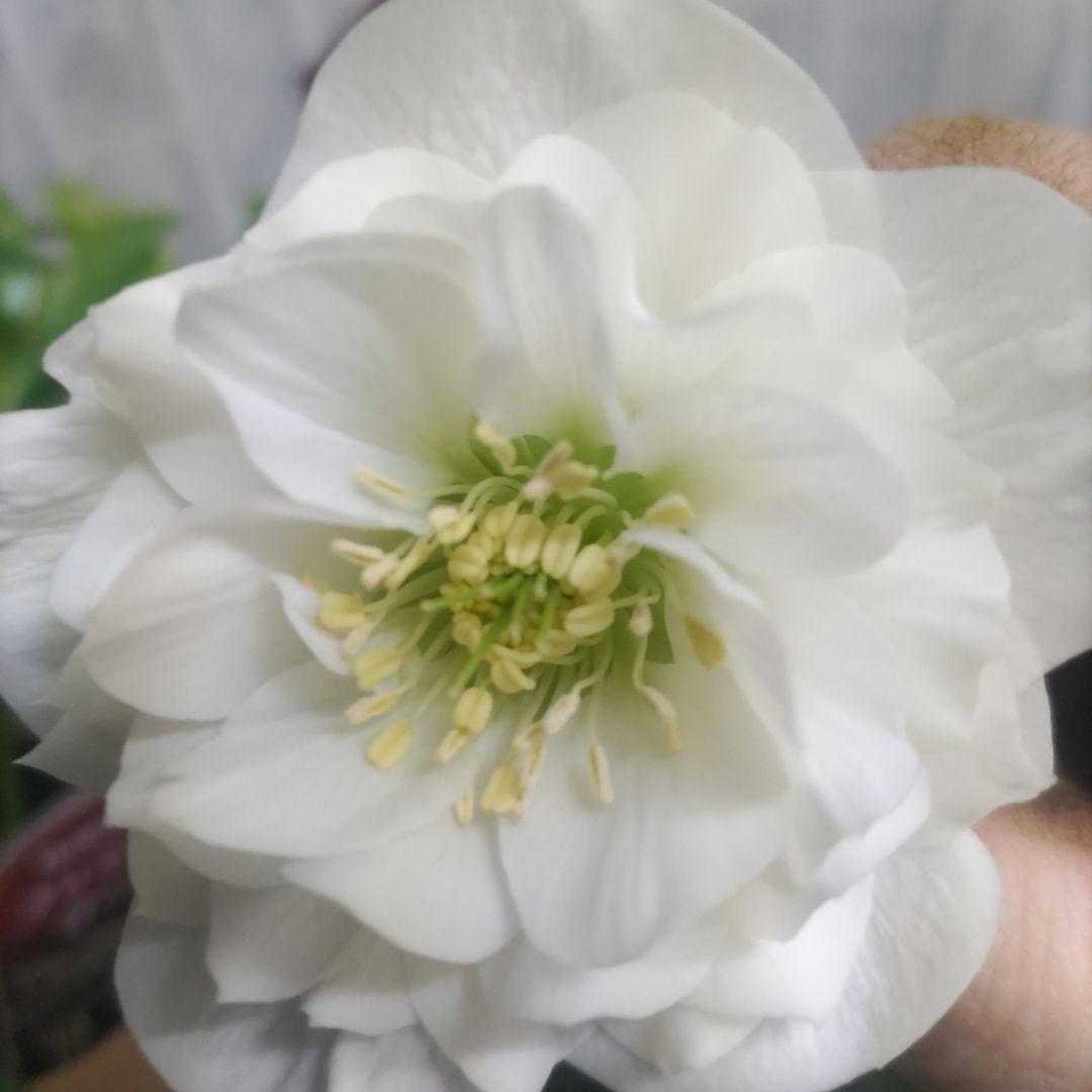 ⭐️クリスマスローズ③⭐️ダブル咲き５品種⭐️５鉢セット