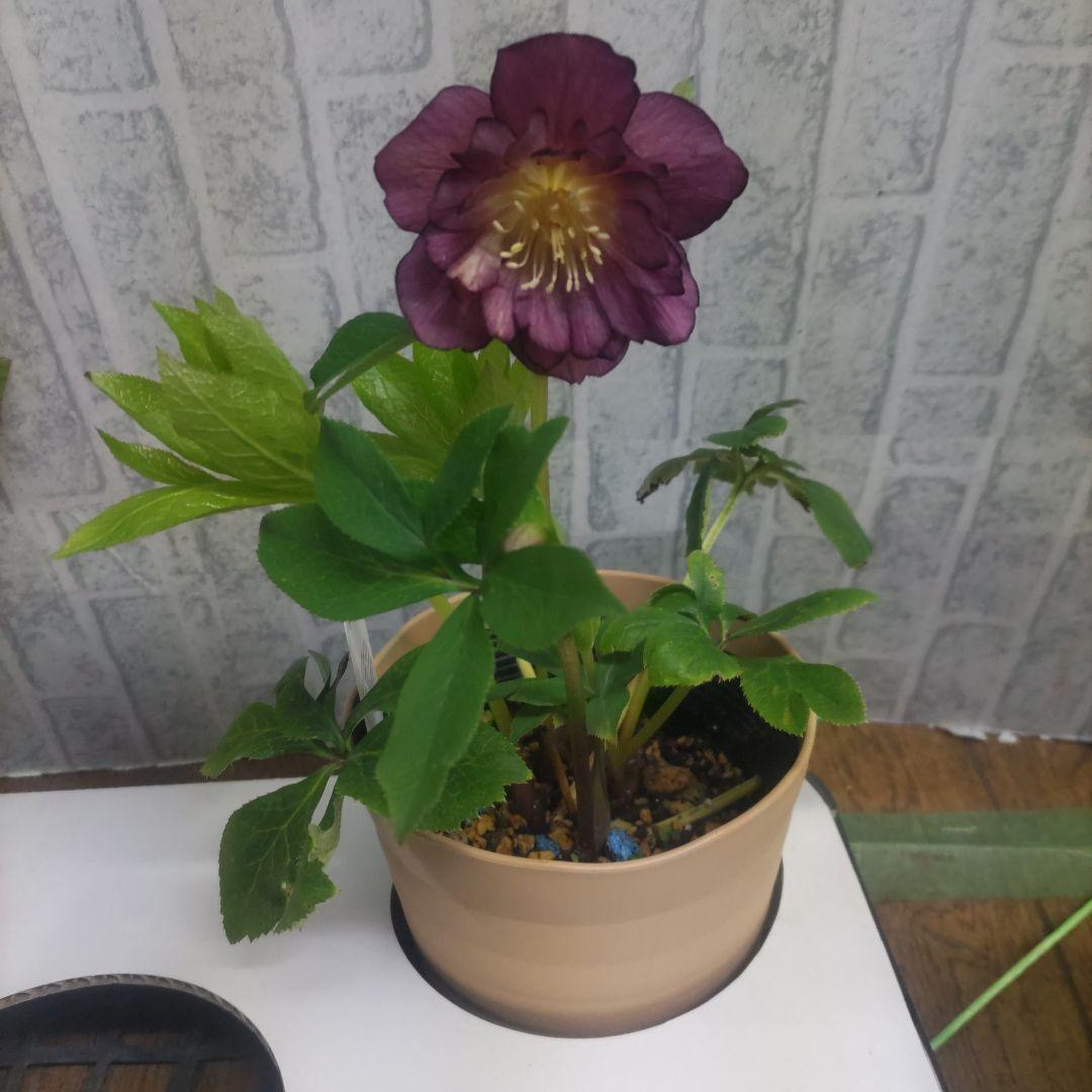 ⭐️クリスマスローズ③⭐️ダブル咲き５品種⭐️５鉢セット