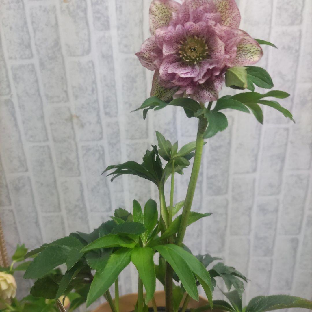 ⭐️クリスマスローズ③⭐️ダブル咲き５品種⭐️５鉢セット