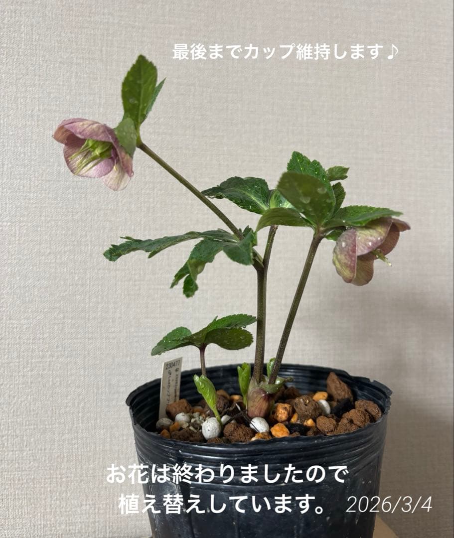 加藤農園　クリスマスローズ　カップ咲き　SD