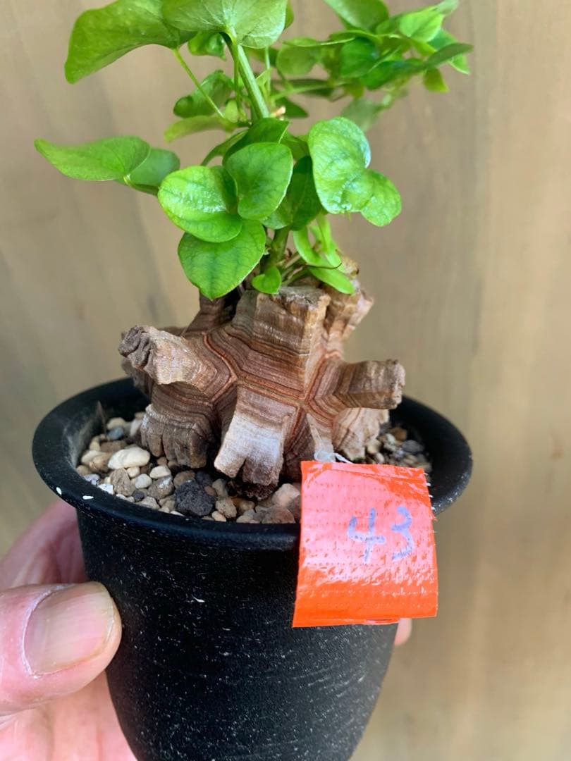 アフリカ亀甲竜　no43