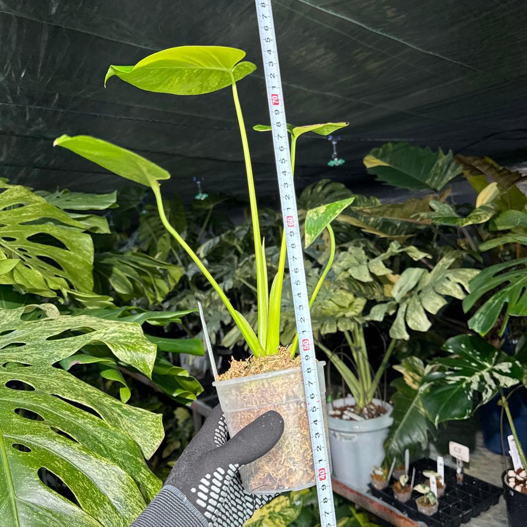 1モンステラ　デリシオーサ　イエローマリリン　黄斑入り