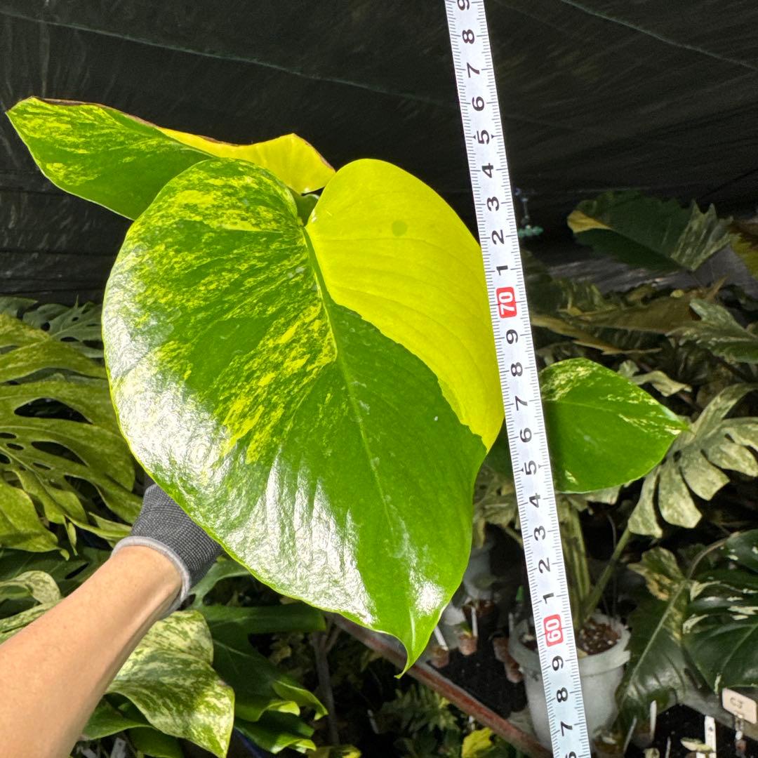 1モンステラ　デリシオーサ　イエローマリリン　黄斑入り