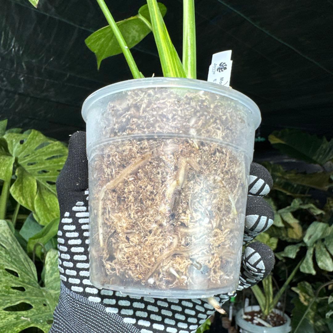 1モンステラ　デリシオーサ　イエローマリリン　黄斑入り