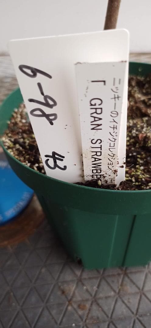 イチジク苗木　「　GRAN　STRAWBERRY　」6-98