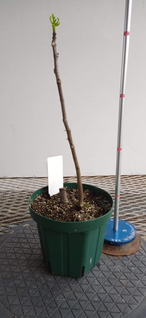 イチジク苗木　「　GRAN　STRAWBERRY　」6-98