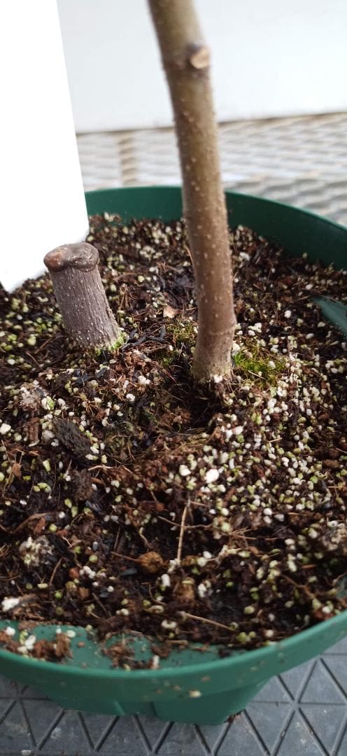 イチジク苗木　「　GRAN　STRAWBERRY　」6-98