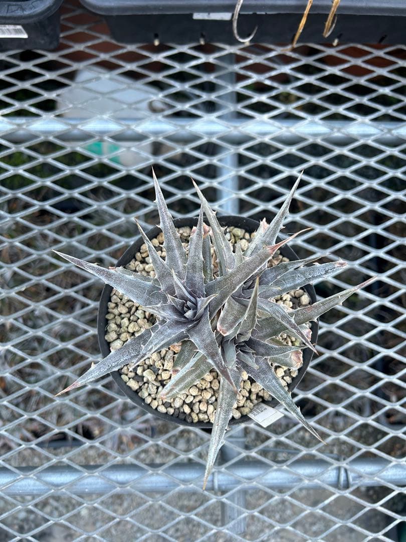 本物 DBディッキア Dyckia Morado 06-07-18 #241 ⑴