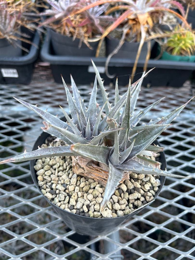 本物 DBディッキア Dyckia Morado 06-07-18 #241 ⑴