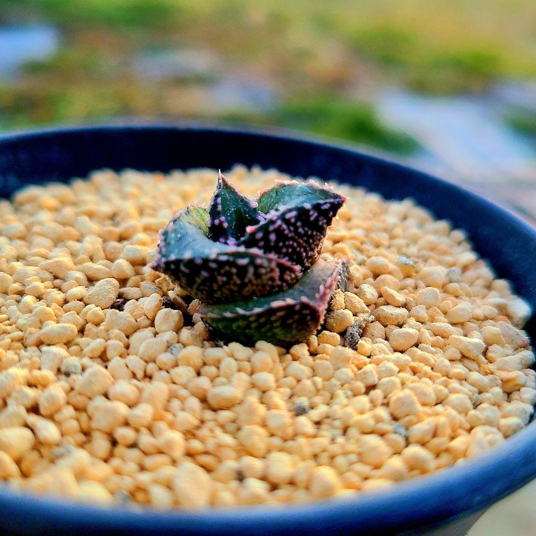 レア 雷燐 達磨ピンク系 多肉植物 ハオルチア アロエ