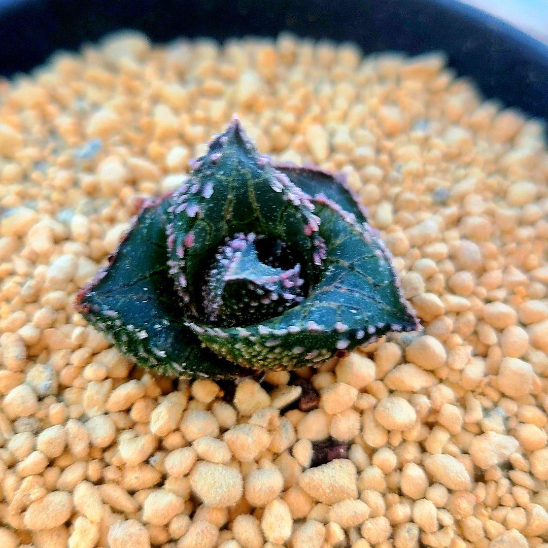 レア 雷燐 達磨ピンク系 多肉植物 ハオルチア アロエ