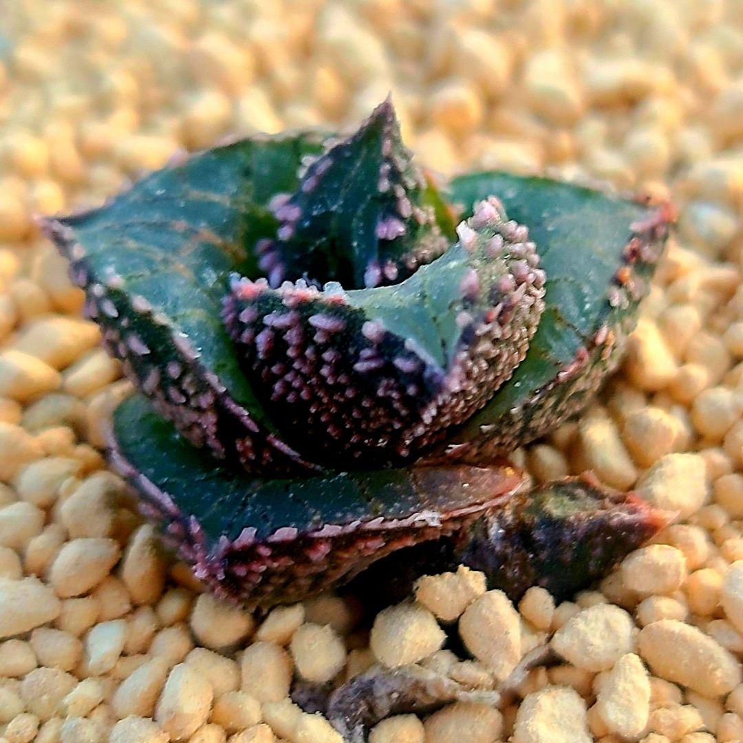 レア 雷燐 達磨ピンク系 多肉植物 ハオルチア アロエ