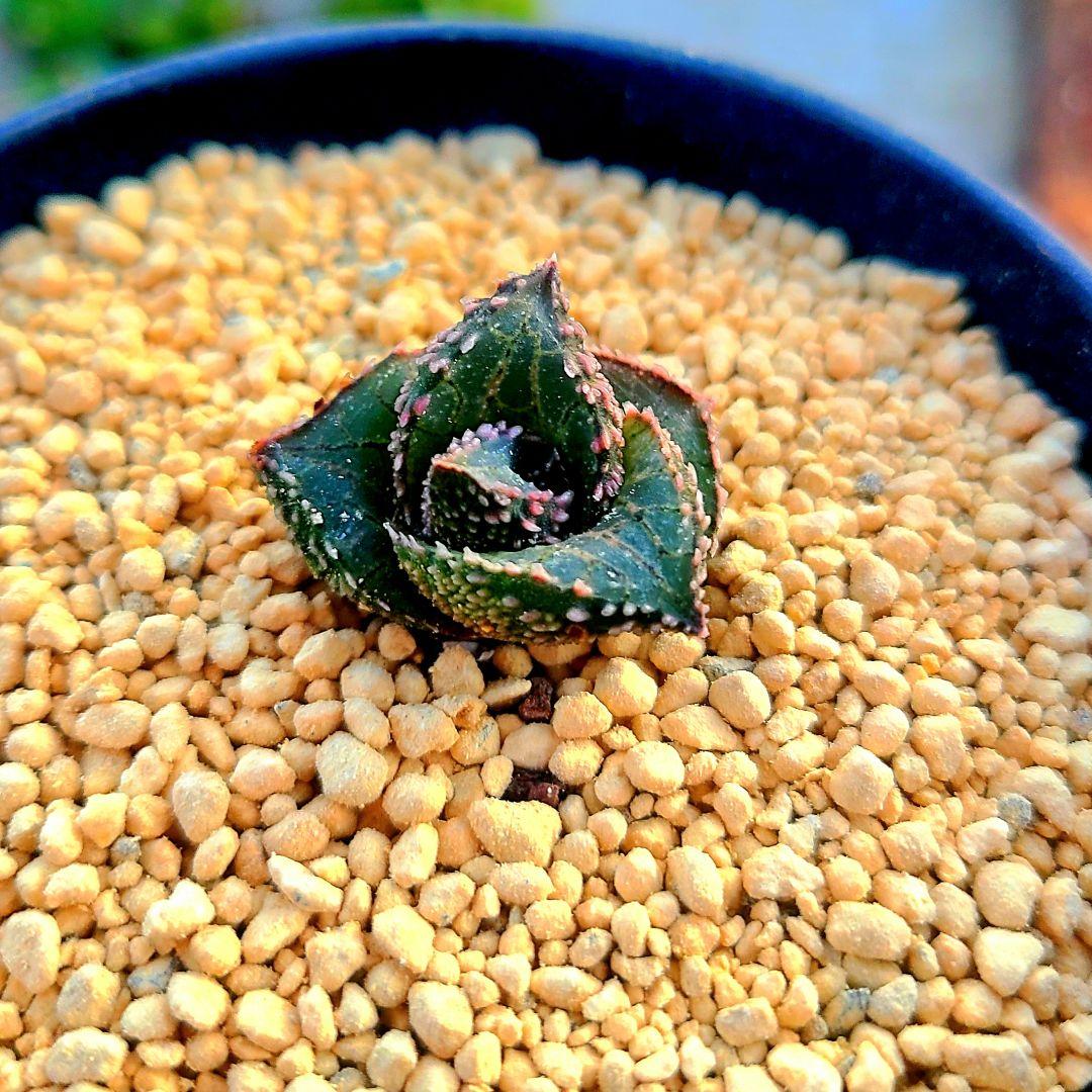 レア 雷燐 達磨ピンク系 多肉植物 ハオルチア アロエ