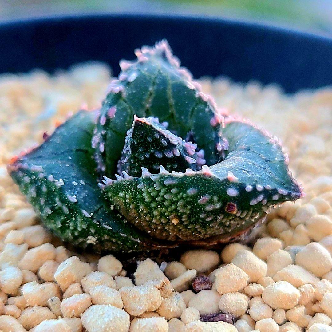 レア 雷燐 達磨ピンク系 多肉植物 ハオルチア アロエ