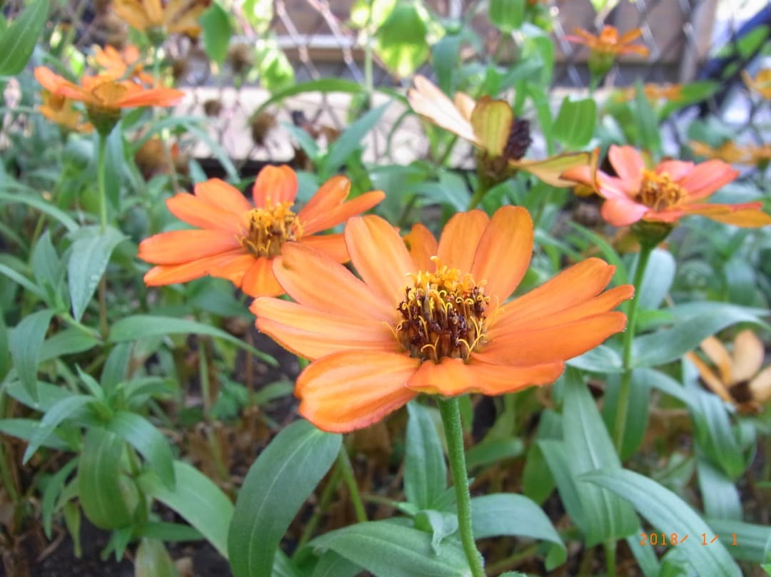 実写美⭕️動作良好！【動作確認済】RICOH リコー CX3 シルバー