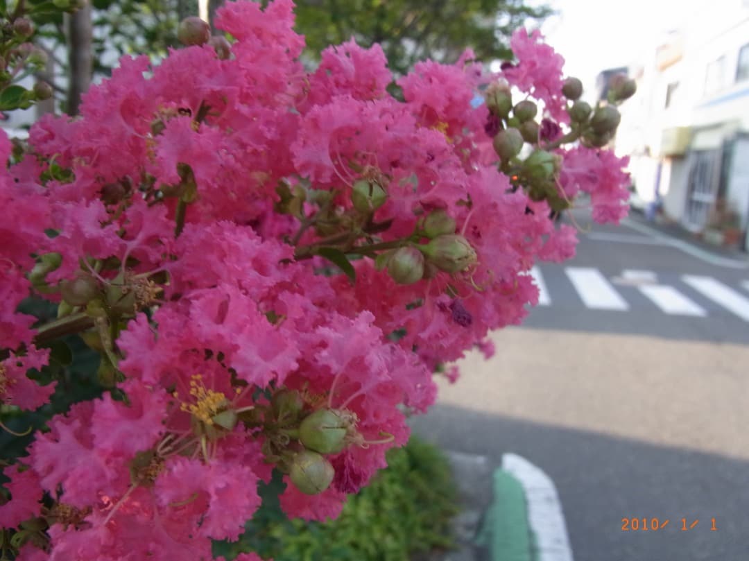 実写美⭕️動作良好！【動作確認済】RICOH リコー CX3 シルバー