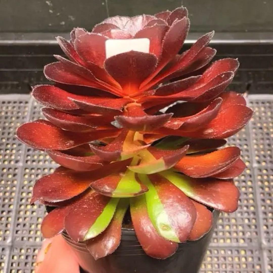 89 #多肉植物アエオニウム錦❤️❤️1大頭16cm拔き苗