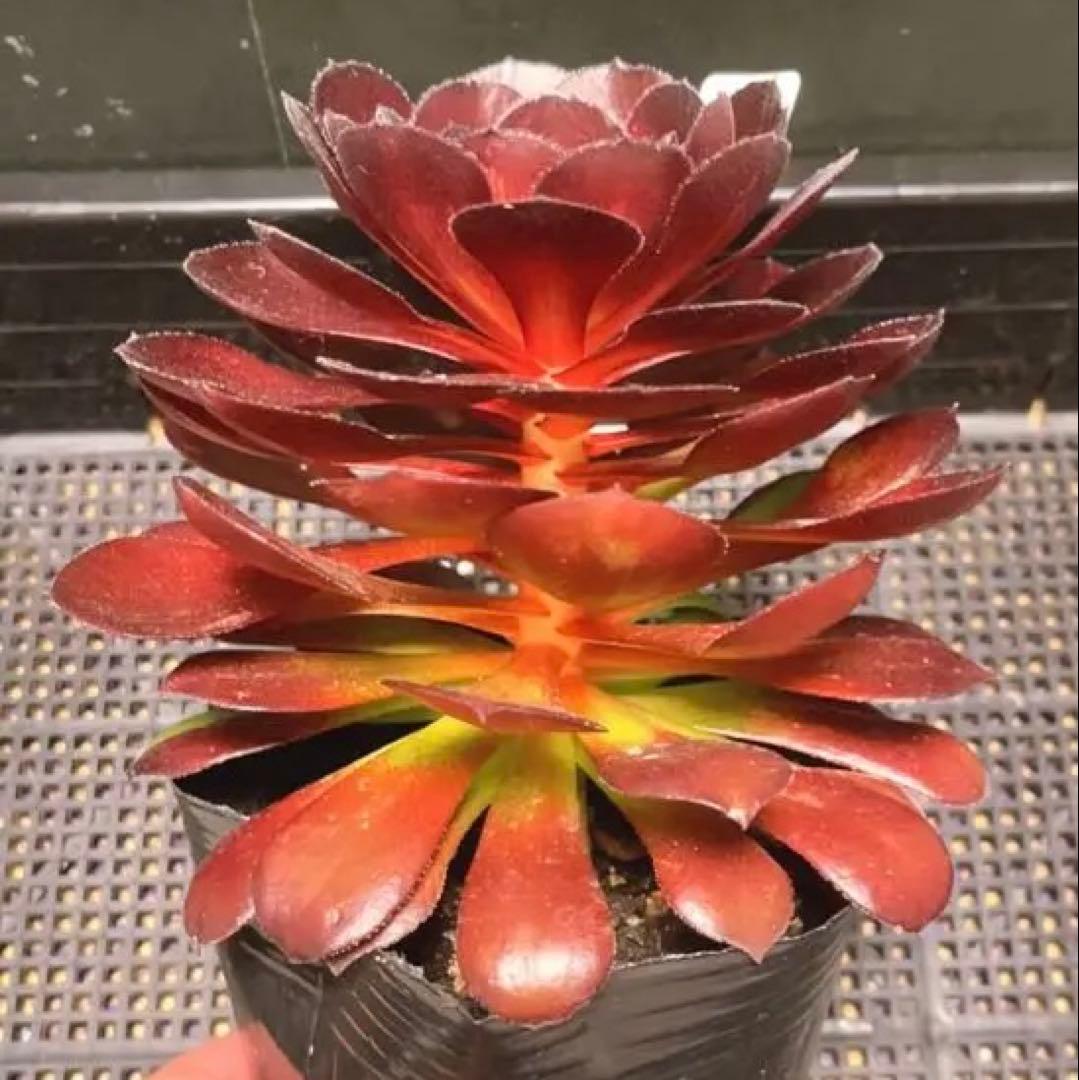 89 #多肉植物アエオニウム錦❤️❤️1大頭16cm拔き苗