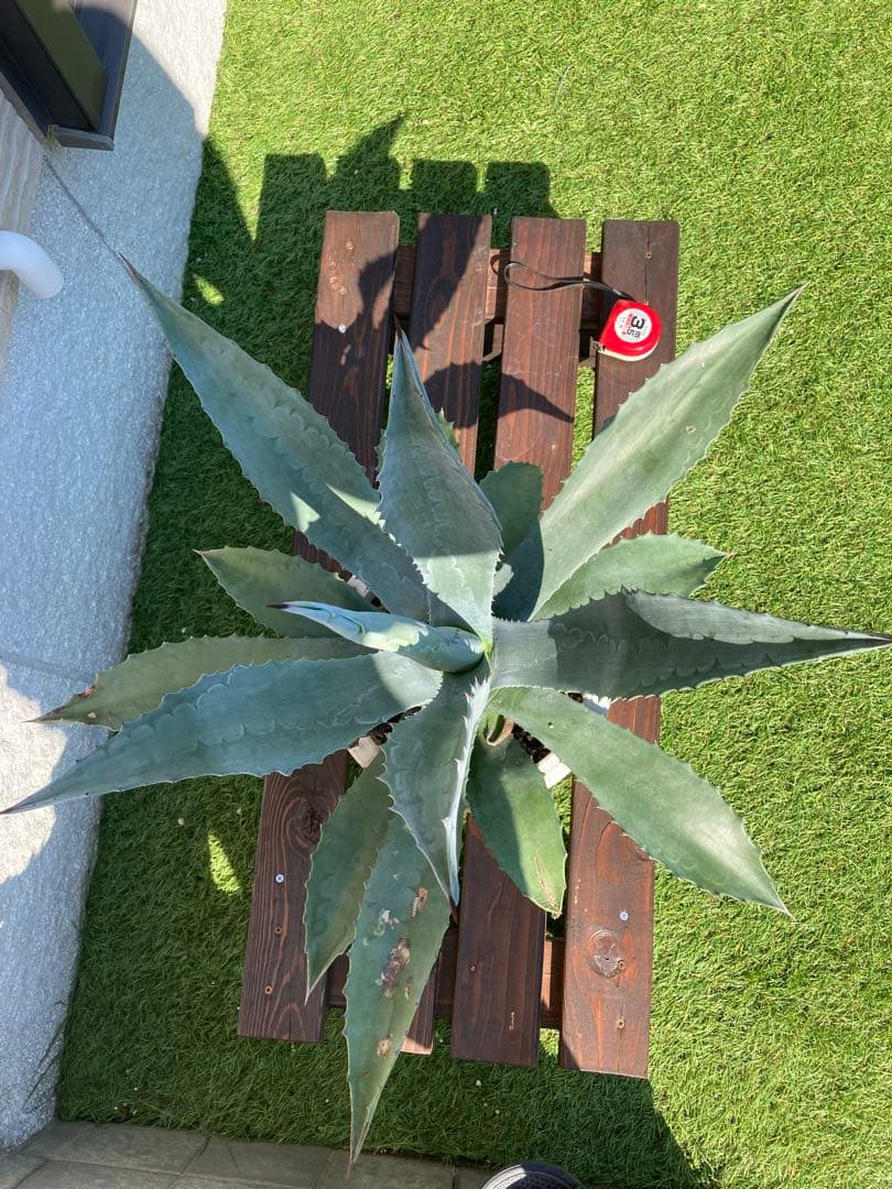 アガベ　アメリカーナ　大株