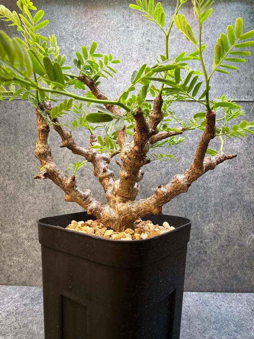 センナ　メリディオナリス　海外実生　発根済み　427