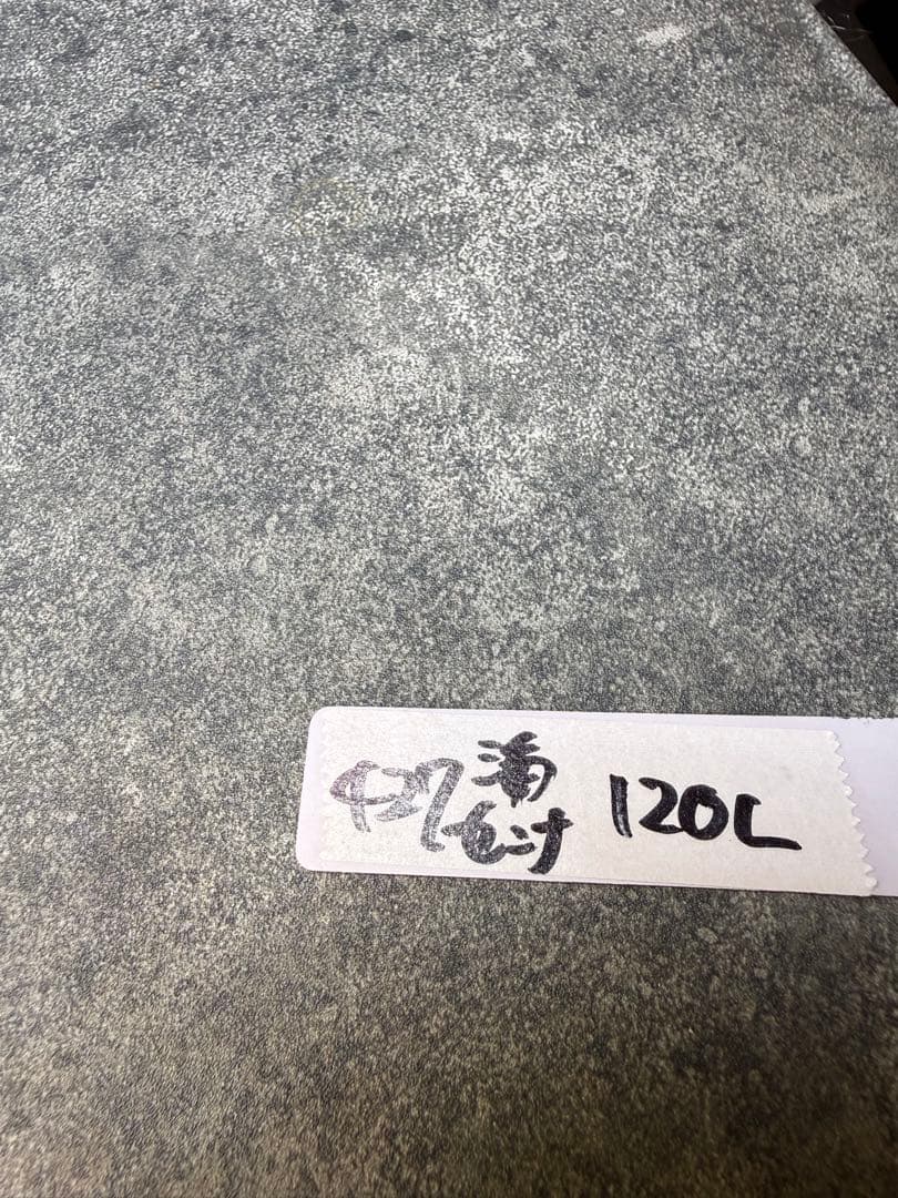 センナ　メリディオナリス　海外実生　発根済み　427