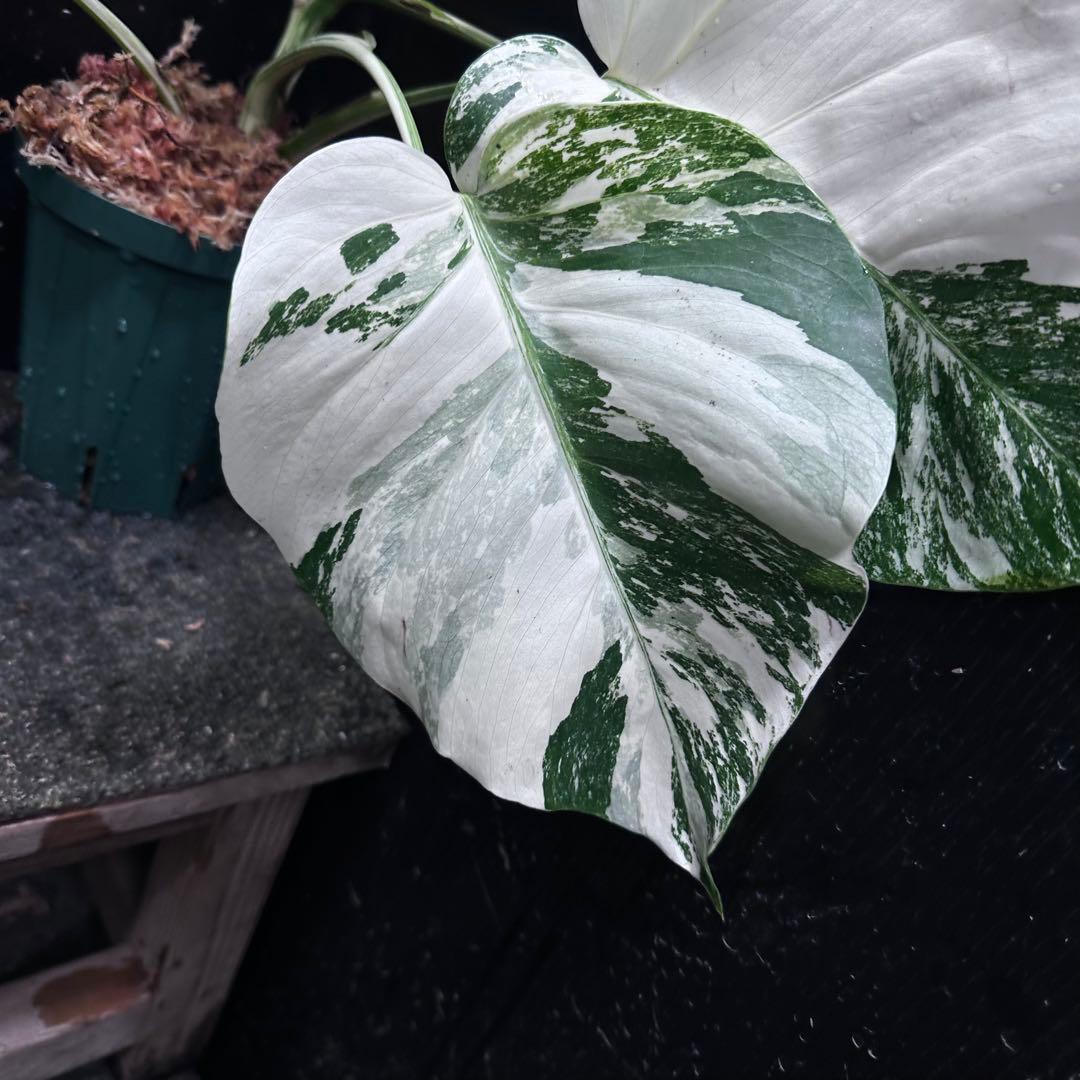 ま*つ様 斑入りモンステラ ホワイトタイガー極美大株47cm白斑多