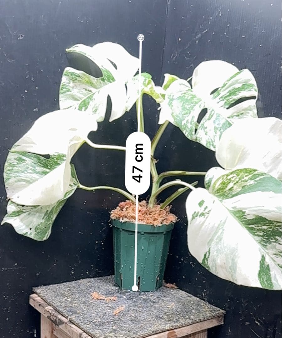 ま*つ様 斑入りモンステラ ホワイトタイガー極美大株47cm白斑多