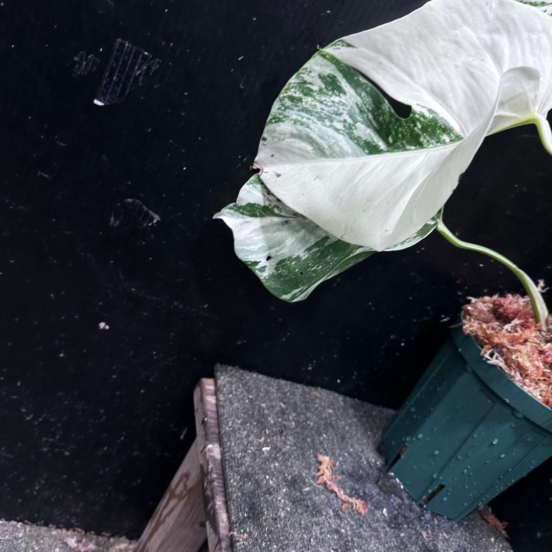 ま*つ様 斑入りモンステラ ホワイトタイガー極美大株47cm白斑多