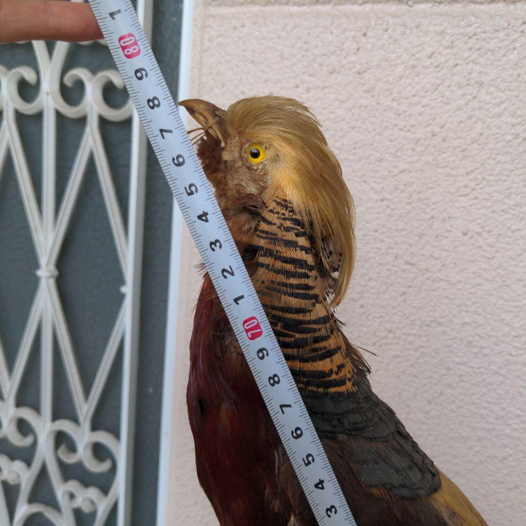 金鶏鳥　置物　くん製