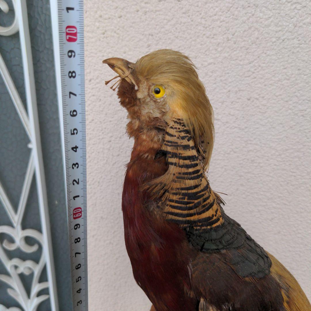 金鶏鳥　置物　くん製