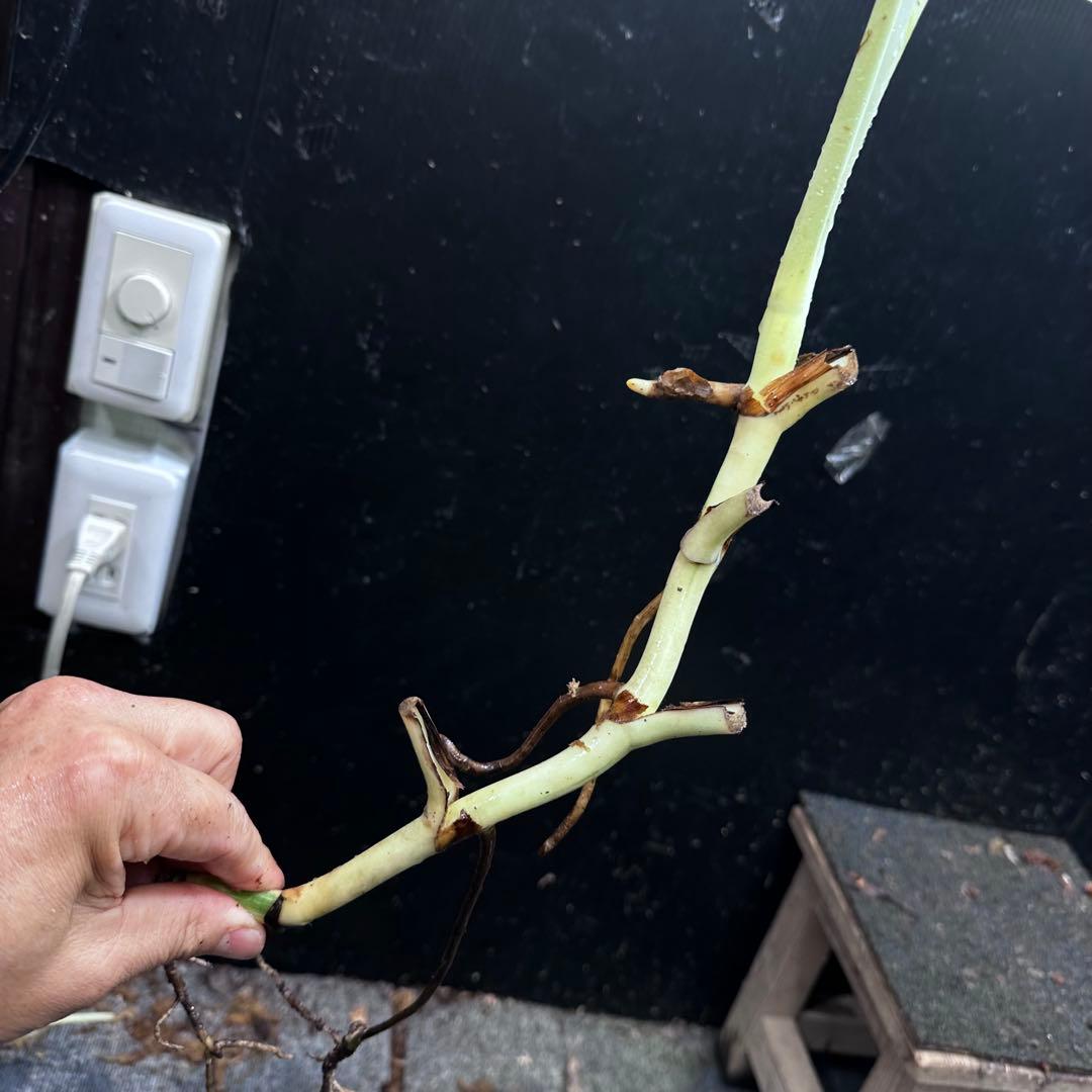 超*✿様 斑入りモンステラホワイトタイガー大茎5株おまとめ