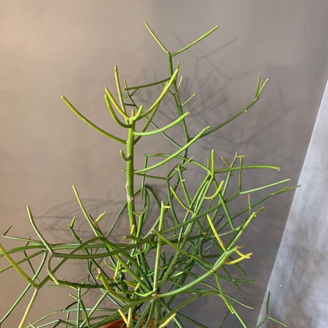 ミルクブッシュ 大株