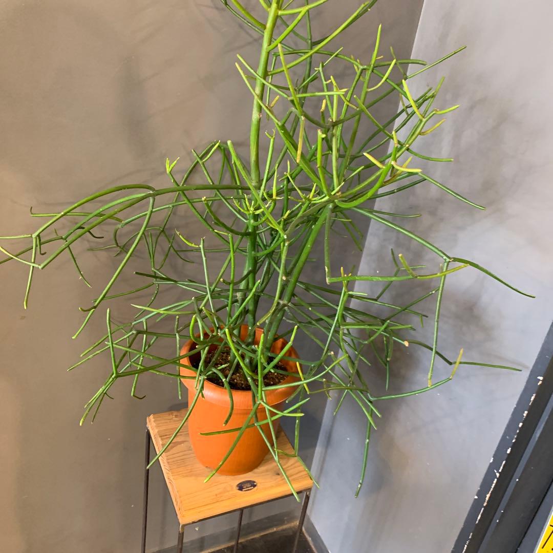 ミルクブッシュ 大株