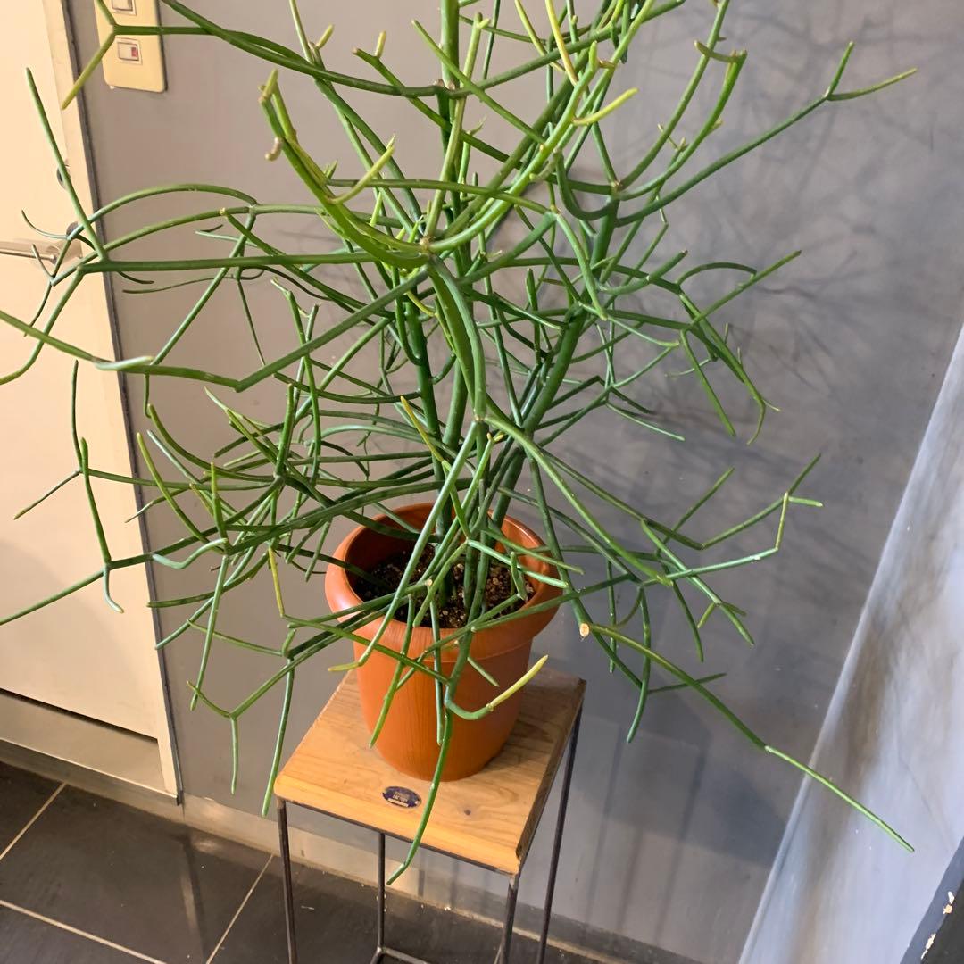 ミルクブッシュ 大株